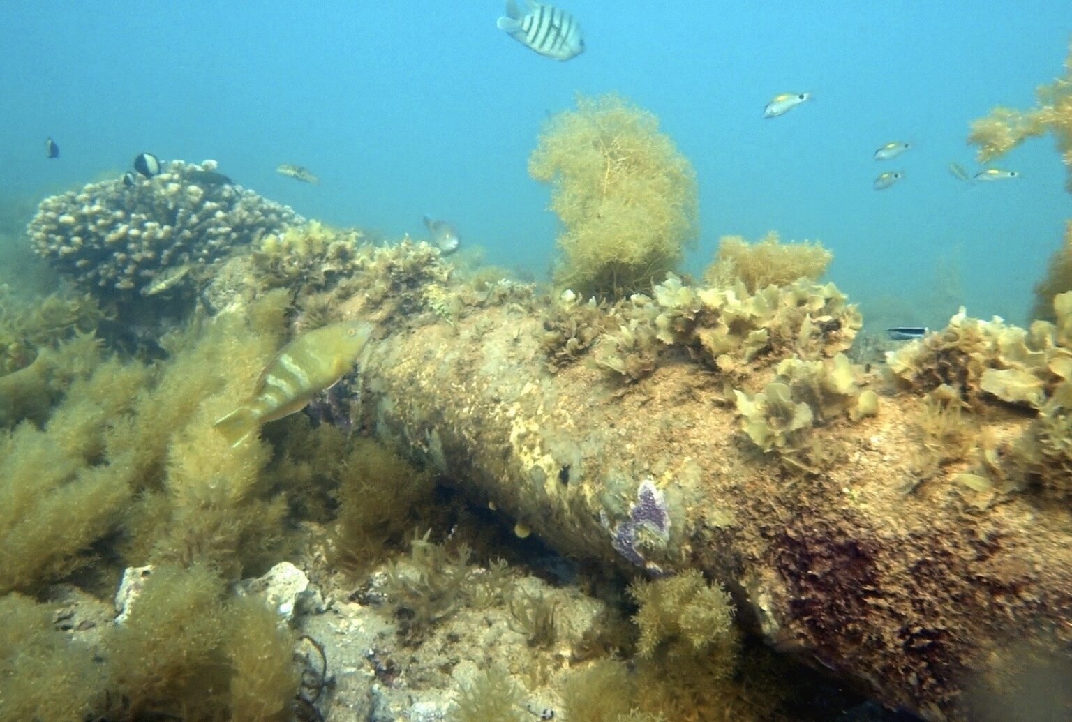 Coating and Residue Release from Offshore Degraded Equipment (CoRRODE ...